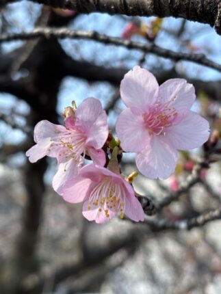 河津桜　三輪　満開