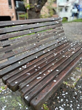 雨に濡れたベンチに桜の花びら