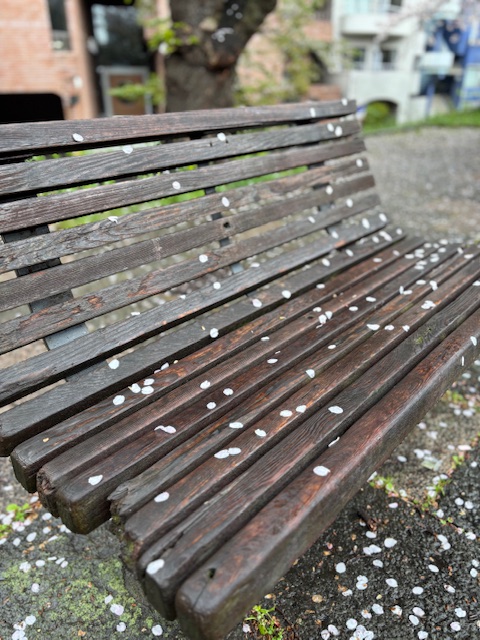 雨に濡れたベンチに桜の花びら
