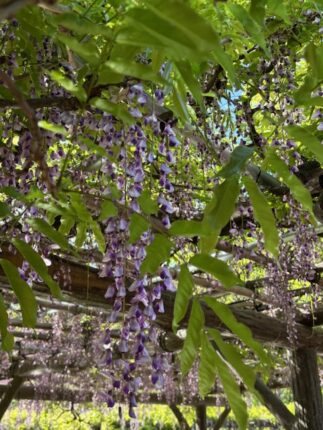 亀戸天神の藤の花