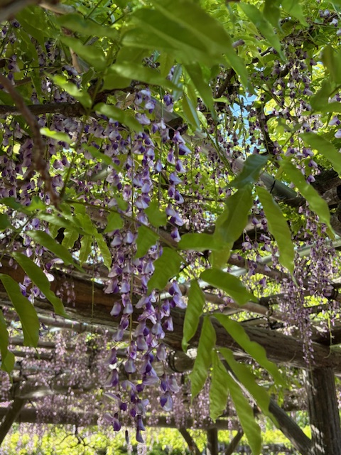亀戸天神の藤の花