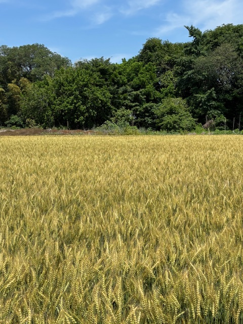 麦秋 季節は初夏 麦は収穫の秋