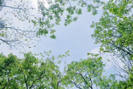 木立の中から青空を見る