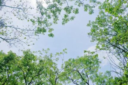木立の中から見上げた青空